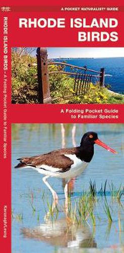 Cover image for Rhode Island Birds: A Folding Pocket Guide to Familiar Species