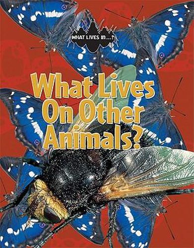 Cover image for What Lives on Other Animals?