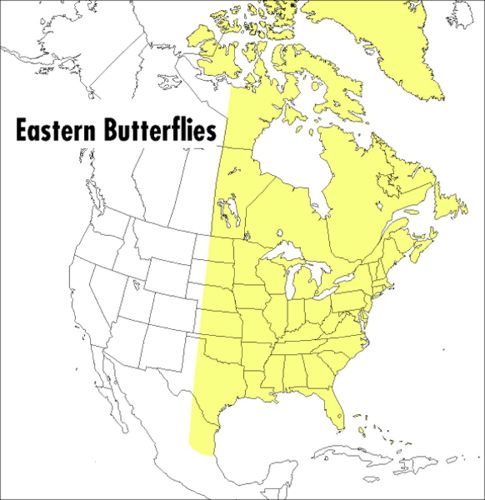 Cover image for Field Guide to Eastern Butterflies