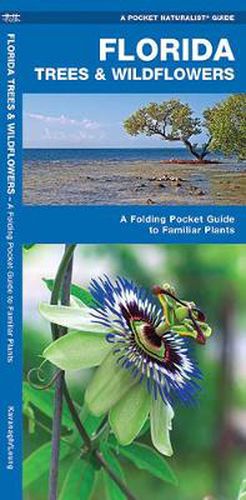 Cover image for Florida Trees & Wildflowers: A Folding Pocket Guide to Familiar Species