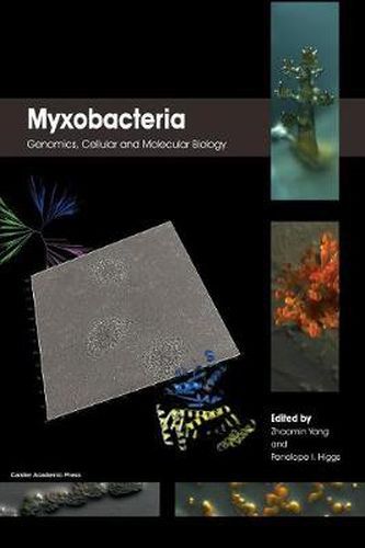 Cover image for Myxobacteria: Genomics, Cellular and Molecular Biology