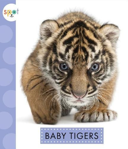 Cover image for Baby Tigers