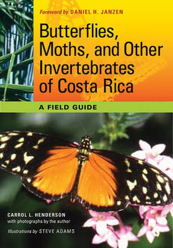 Cover image for Butterflies, Moths, and Other Invertebrates of Costa Rica: A Field Guide