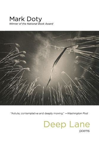 Cover image for Deep Lane: Poems