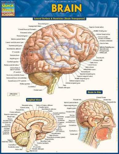 Cover image for Brain