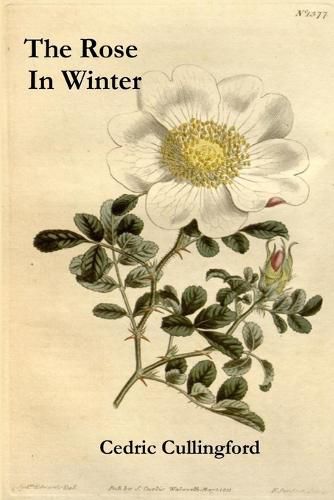 Cover image for The Rose in Winter