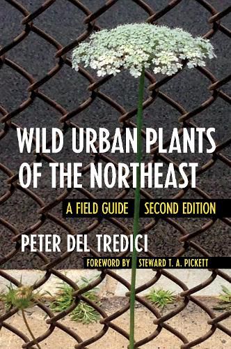 Cover image for Wild Urban Plants of the Northeast: A Field Guide