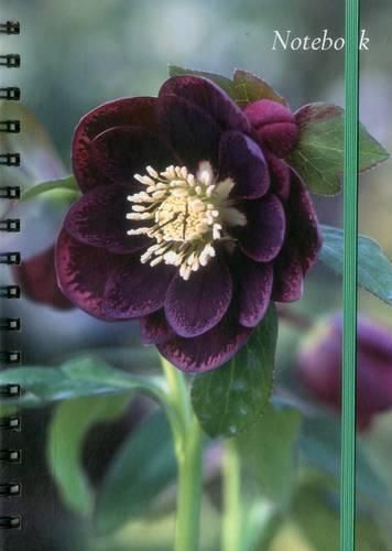 Cover image for Notebook Hellebore: 128 Page Fine Lined Notebook