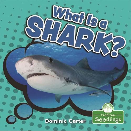 Cover image for What Is a Shark?