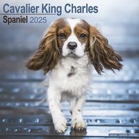 Cover image for Cavalier King Charles Calendar 2025 Square Dog Breed Wall Calendar - 16 Month