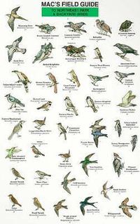 Cover image for Mac's Field Guides: Northeast Park & Backyard Birds