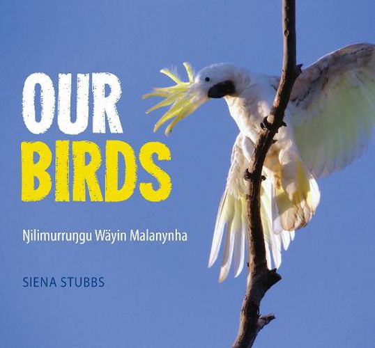 Our Birds: Nilimurrungu Wayin Malanynha