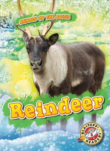 Reindeer