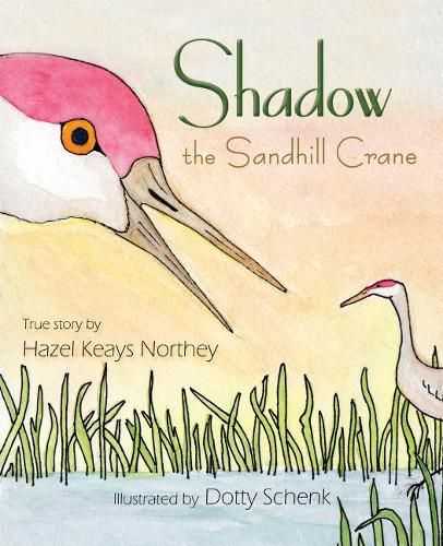 Cover image for Shadow the Sandhill Crane