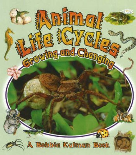 Cover image for Animal Life Cycles: Growing and Changing