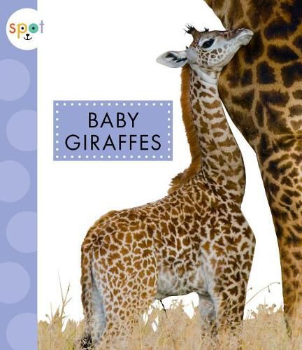 Cover image for Baby Giraffes