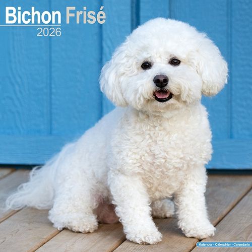 Cover image for Bichon Frise Calendar 2026 Square Dog Breed Wall Calendar - 16 Month