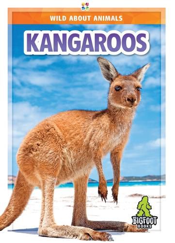 Kangaroos