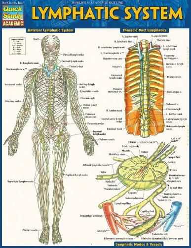 Cover image for Lymphatic System