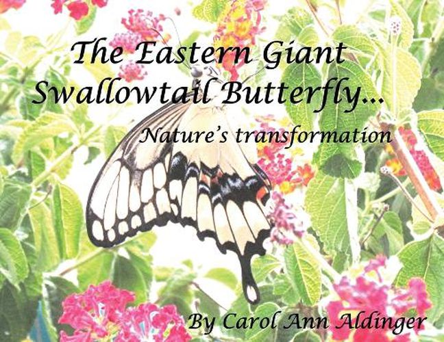 The Eastern Giant Swallowtail Butterfly