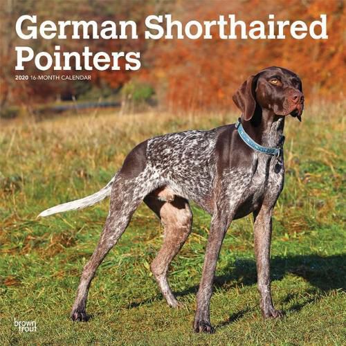 German Shorthaired Pointers Intl 2020 Square Wall Calendar