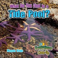 Cover image for What Do You Find in a Tide Pool?