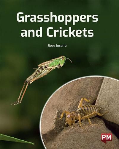 Grasshoppers and Crickets