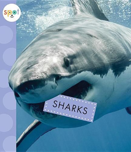 Cover image for Sharks