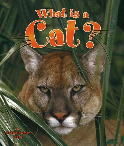 Cover image for What is a Cat?