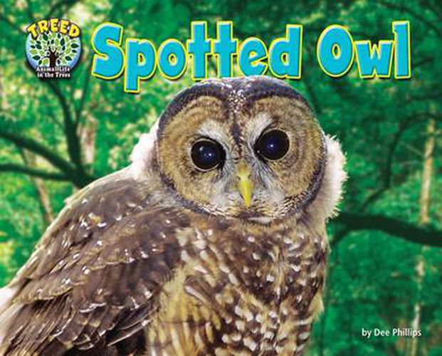 Spotted Owl