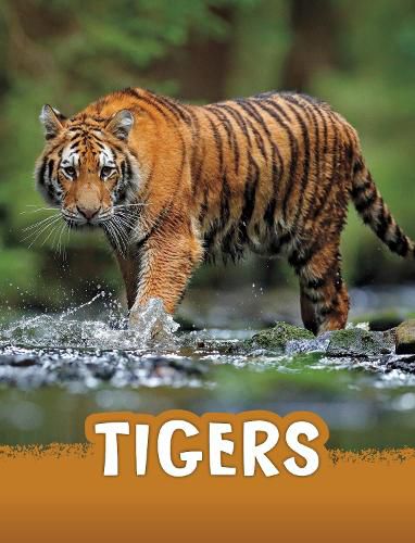 Cover image for Tigers