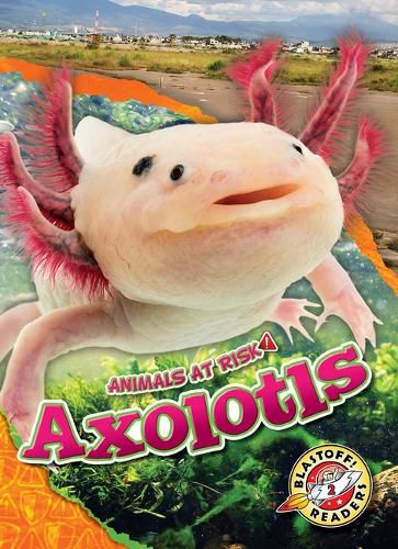 Cover image for Axolotls