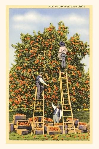 Cover image for Vintage Journal Picking Oranges in California