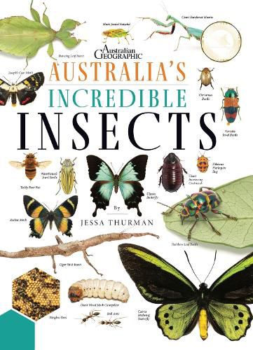 Australia's Incredible Insects