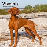 Cover image for Vizslas 2024 Square