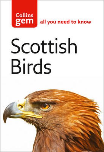 Cover image for Scottish Birds