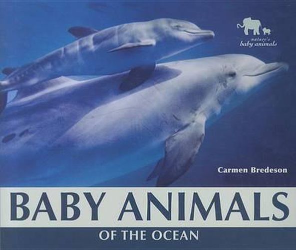 Baby Animals of the Ocean