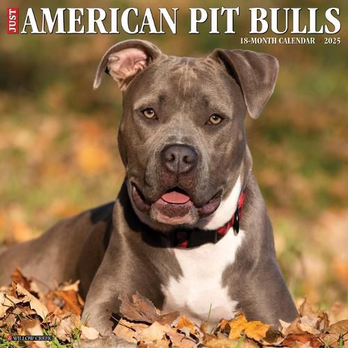 Just American Pit Bull Terriers 2025 12 X 12 Wall Calendar