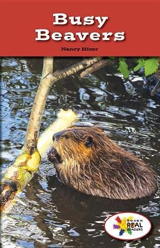 Cover image for Busy Beavers