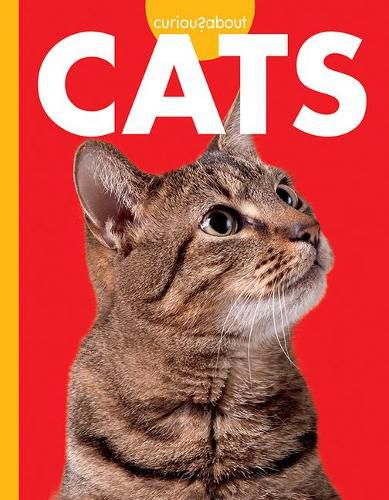 Cover image for Curious about Cats