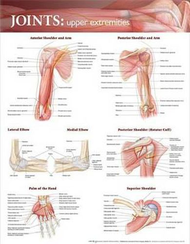 Cover image for Joints of the Upper Extremities Anatomical Chart