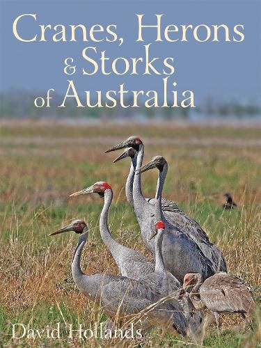 Cranes, Herons and Storks of Australia