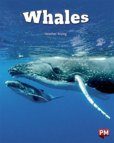 Cover image for Whales