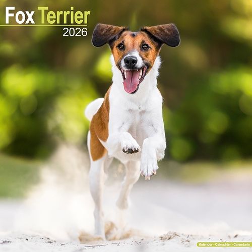 Cover image for Fox Terrier Calendar 2026 Square Dog Breed Wall Calendar - 16 Month