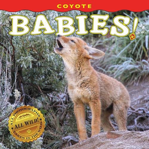 Cover image for Coyote Babies!