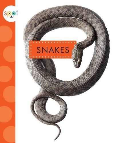 Cover image for Snakes