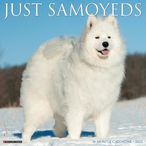 Cover image for Just Samoyeds 2023 Wall Calendar