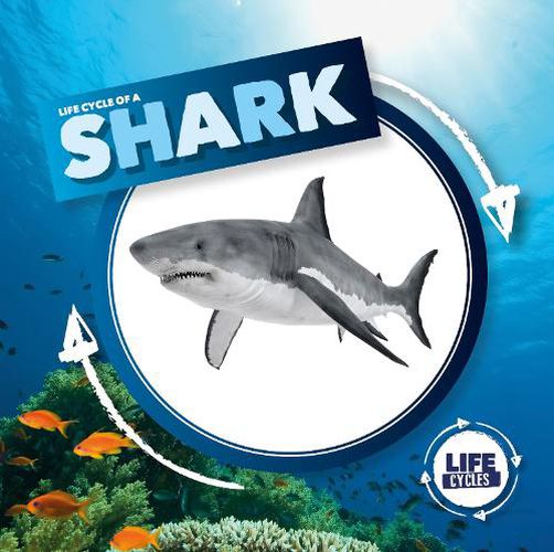 Cover image for Life Cycle of a Shark