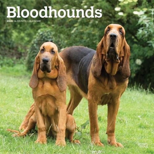 Bloodhounds 2020 Square Wall Calendar