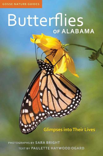 Cover image for Butterflies of Alabama: Glimpses into Their Lives